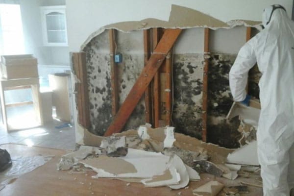 mold inside wall