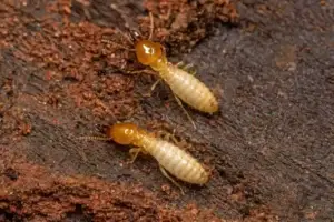 a group of termites on dirt