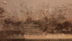 Mold Found on Inspection, Recommended Mold Test