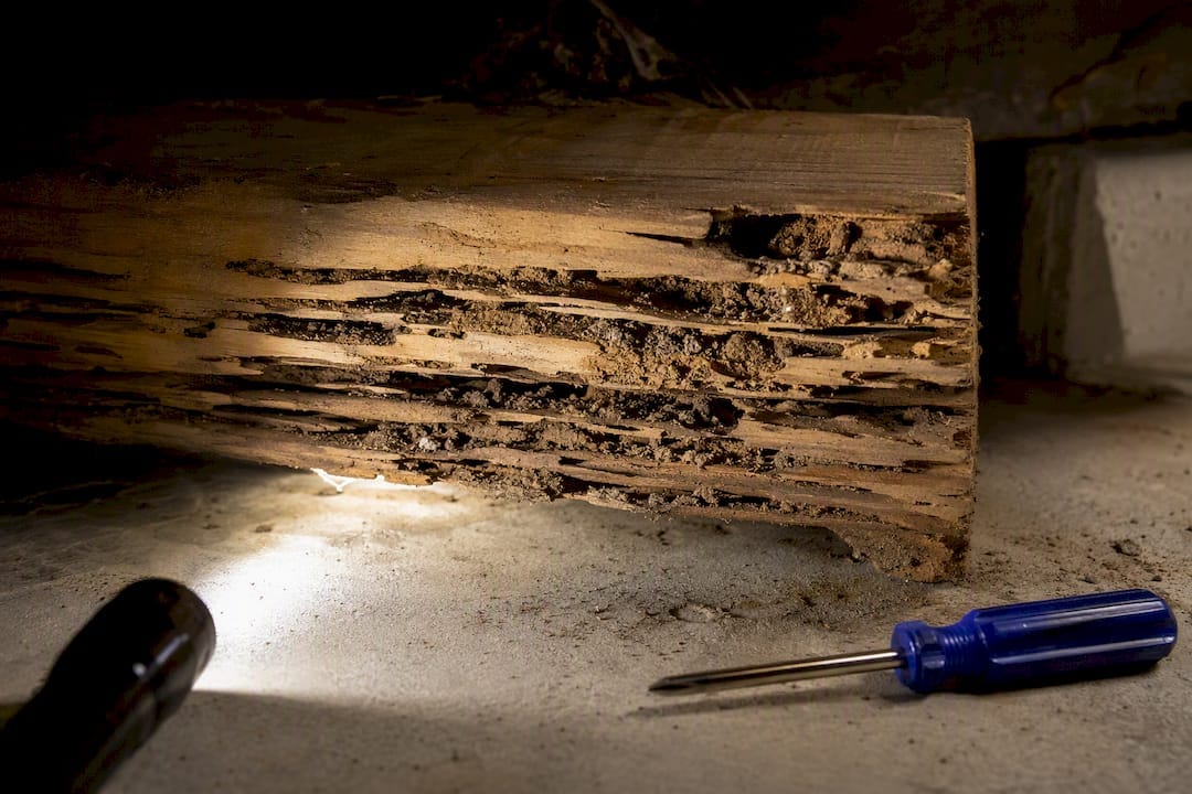Hollow termite galleries inside structural wood