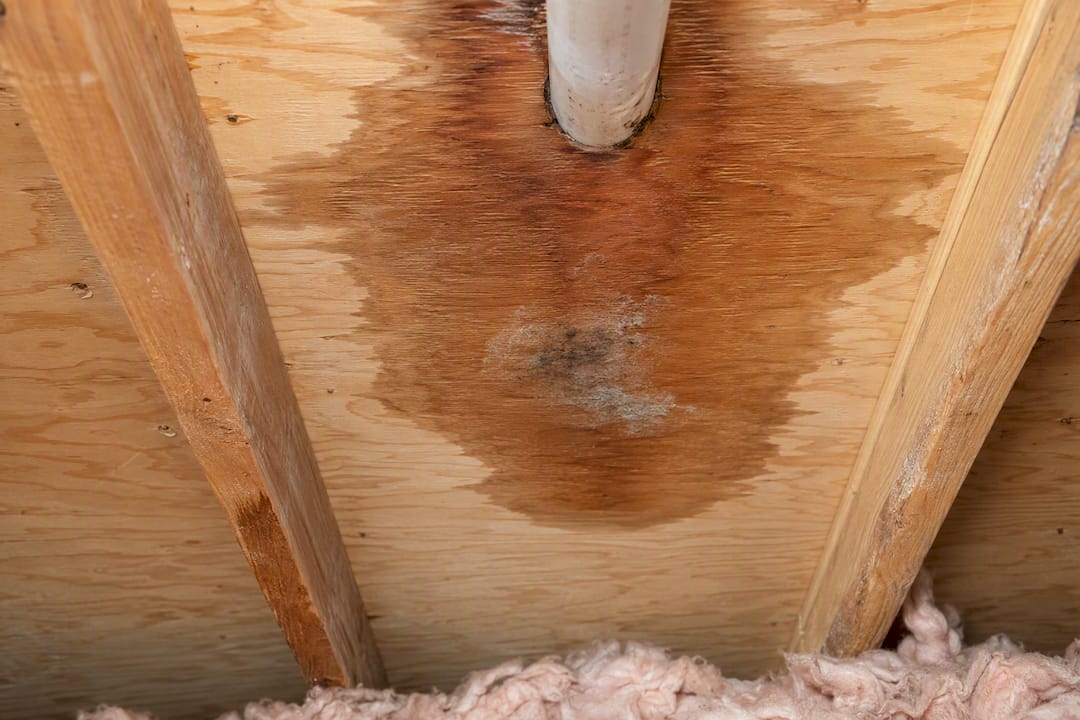 Water stain and apparent growth on sheathing