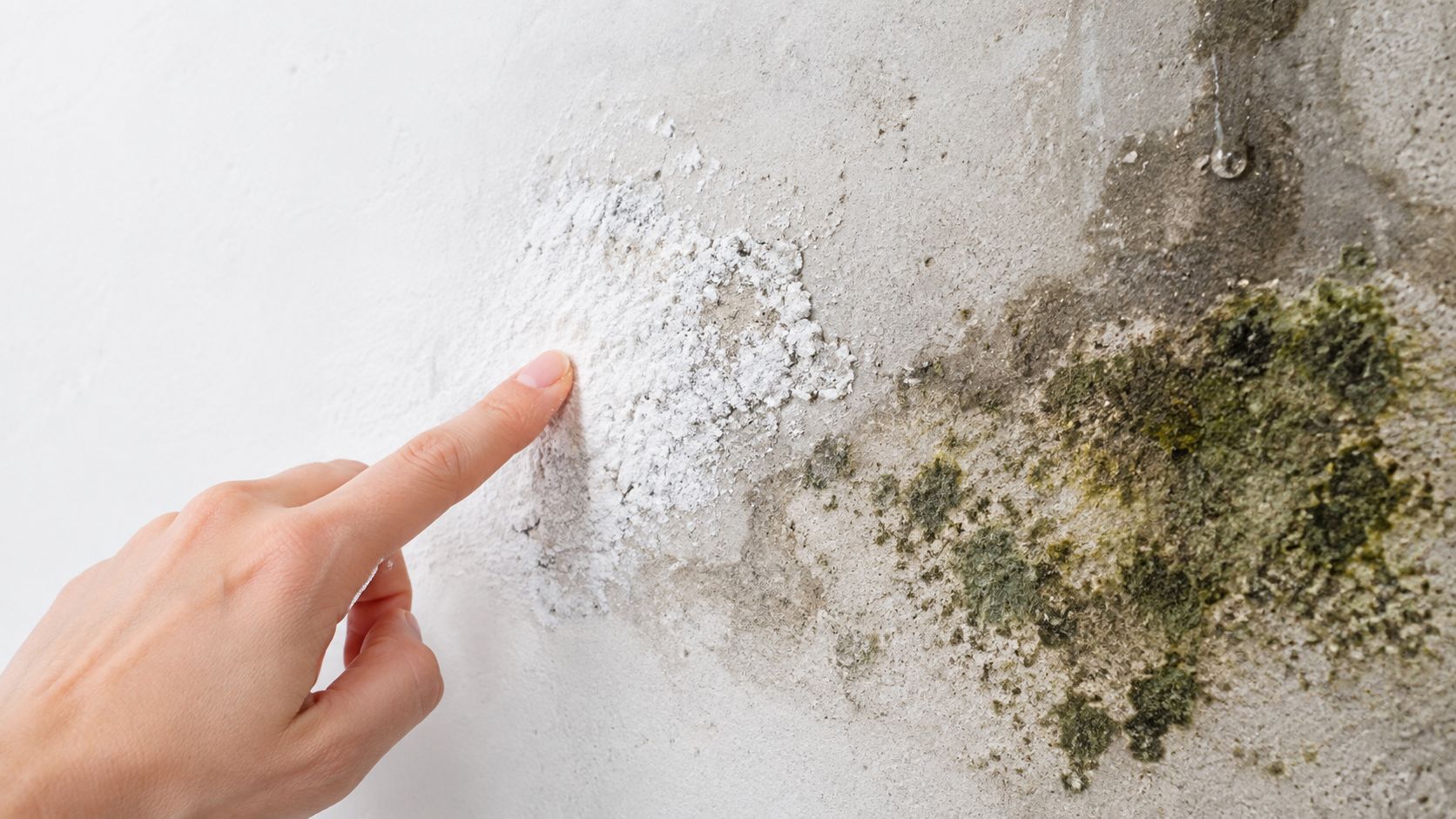 A person pointing at white efflorescence and green mold growing on a damp basement wall surface.