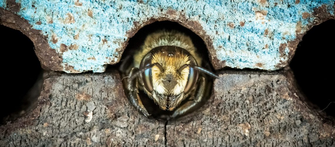 carpenter-bee