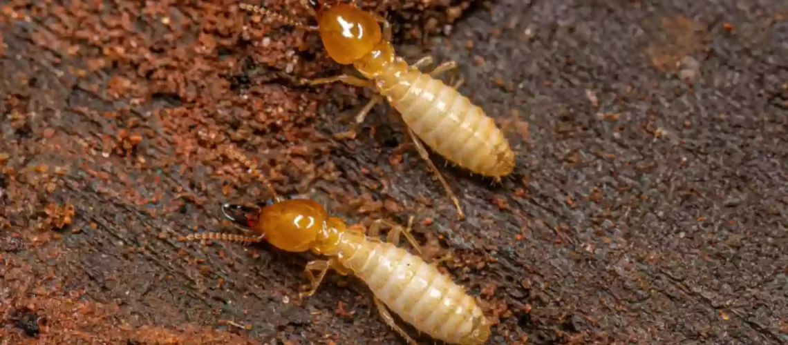 a group of termites on dirt