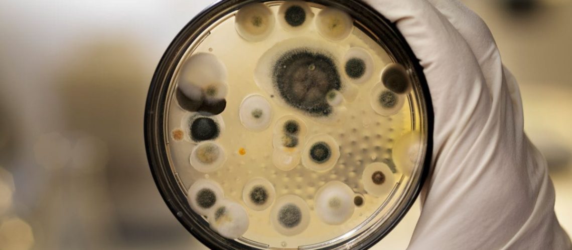 understanding-mold-test-results-without-panic